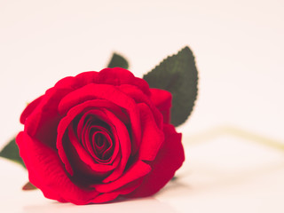 Valentines Day concept- Retro red rose with white background.