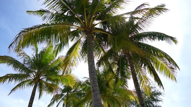 HD Paradise island concept. Coconut palm tree under sunshine at beautiful tropical beach