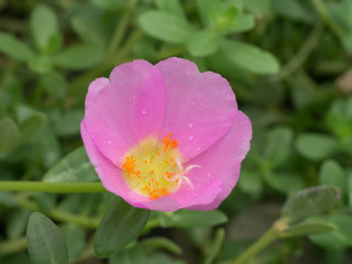 Portulaca flower in the garden.