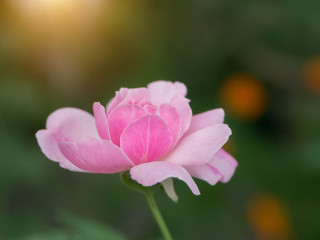 Obraz na płótnie Canvas The pink fairy rose flower.