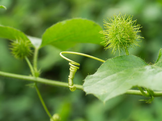 Fetid passionflower or Scarletfruit passionflower.