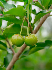 Green Barbados cherry on tree.