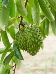 Soursop tree or Prickly Custard Apple.