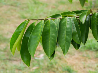 Leaves of Soursop tree or Prickly Custard Apple.