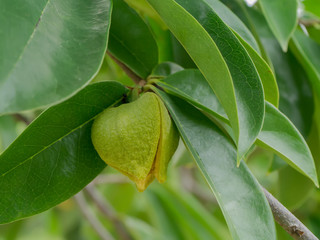 Soursop tree or Prickly Custard Apple.