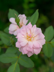 The pink fairy rose flower.