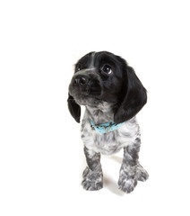 Puppy of Russian Spaniel. Isolated on white background