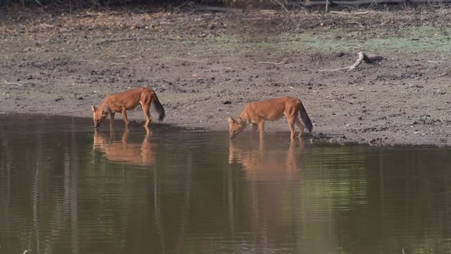 Asian wild dog living in tropical forest at Khao Yai National Park, Thailand