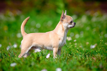 chihuahua