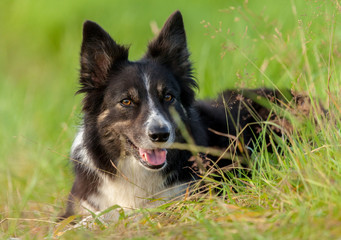 Border Collie dog lies in the grass