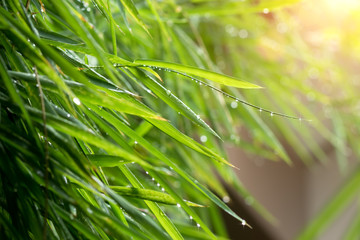 Green bamboo leaves after rainfall.