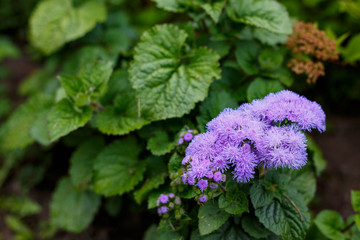 Ageratum