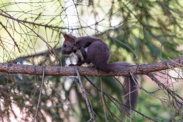 Squirrel