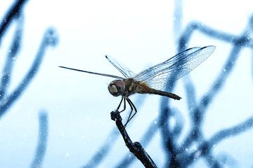Dragonfly red tail perch on branches.