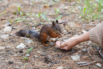 Squirrel