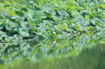 green lotus flower growing in the pond