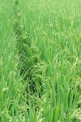 green rice field in farmland in Asia