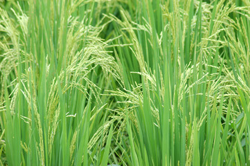 Fototapeta na wymiar close up on rice and leaves in the field