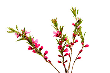 Pink peach flower isolated on white background