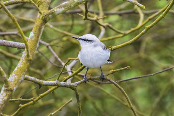 A Masked Water Tyrant sitting among the branches of a tree