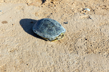 Scared tortoise hid in a shell