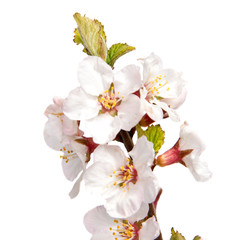 Naklejka na ściany i meble Spring Bloom cherry flower on white background