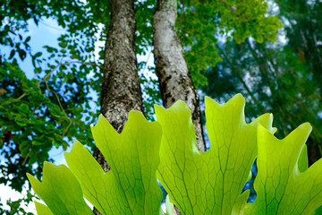 Fresh green fern on tree close up