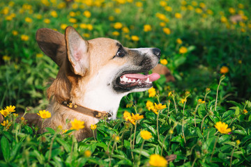 Pembroke welsh corgi puppy sitting in flowers
