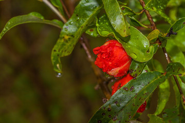 raining on flowers.