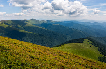 Fototapeta na wymiar grassy hillside on mountain in summer