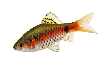 Odessa barb Pethia padamya freshwater aquarium fish 
