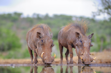 African Warthog (Phacochoerus aethiopicus) drinking at waterhole, Zululand, Kwazulu Natal