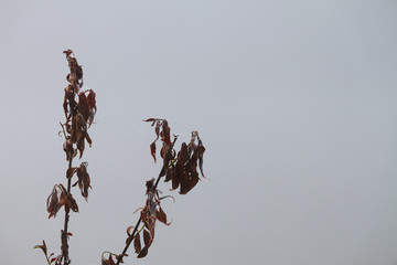Dried leaves on the branch in droplets of dew and spider web in the fog early in the morning