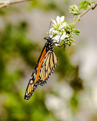 Queen butterfly, hanging upside down with wings folded, feeding on the blossom of a desert plant in Phoenix, Arizona.  