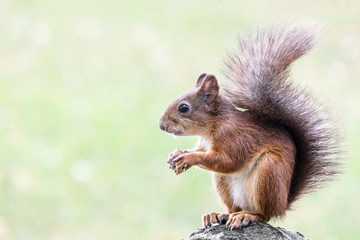 red squirrel with fluffy tail sitting in the summer park with nut in paws