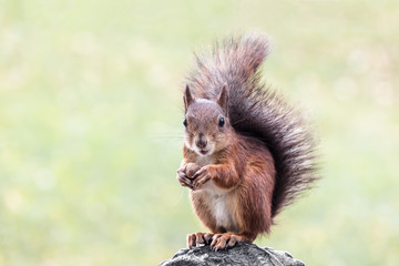 young squirrel sitting with nut on park bench on blurred green background