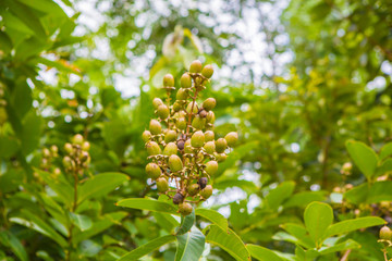 Tree in the garden