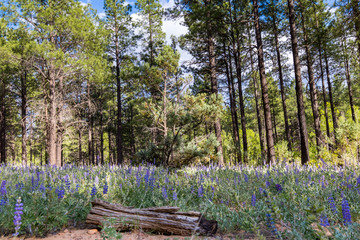 flowers and stump in a meadow