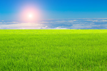 Fototapeta na wymiar Green paddy and sky