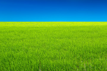 Green paddy and sky