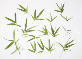 Fototapeta na wymiar Fresh bamboo leaves isolated on white