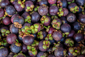 Mangosteen queen of fruit