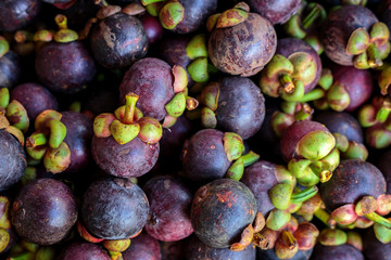 Mangosteen queen of fruit