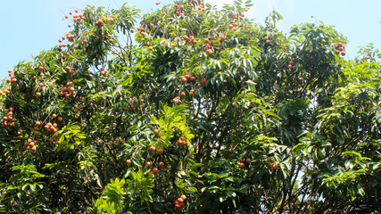 Fototapeta na wymiar lychee tree