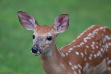 Baby buck deer taken in the Poconos, Pennsylvania