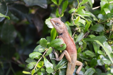 chameleon on green tree