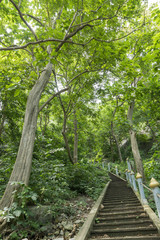 stairs in the jungle