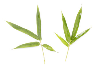 An isolated closeup of some bamboo leaves on white background