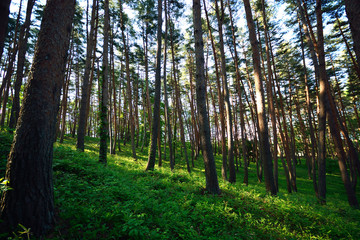 早朝のアカマツ林　Red pine forest in early morning