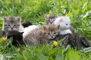 Naklejka na ściany i meble Group of little kittens in the grass